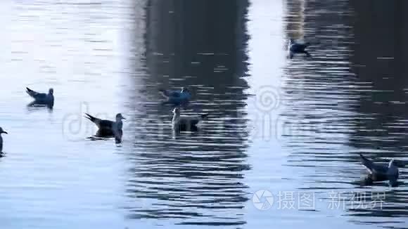 海水和鸟类视频