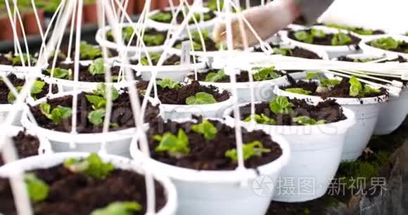 男性植物学家在罐子上剪带子