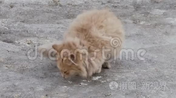 冬天外面的红色流浪猫视频