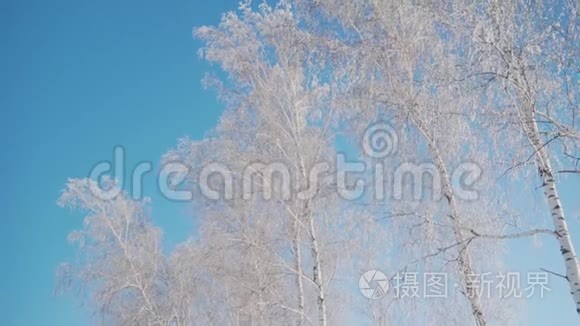 冬天的森林。 很多雪。 前景是霜中树的顶端，没有叶子的树。