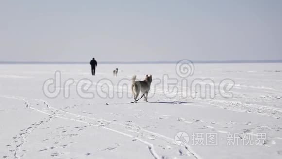 哈士奇正在冰冻的海湾上行走视频