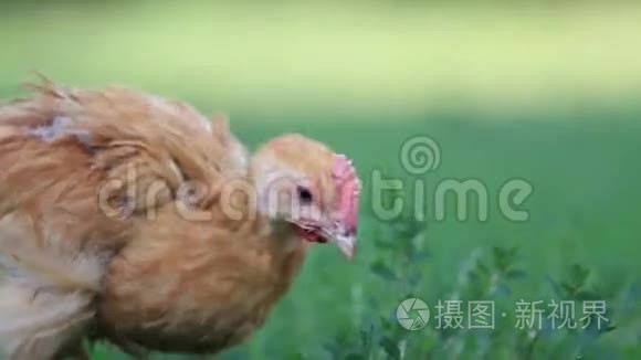 小红公鸡吃青草.