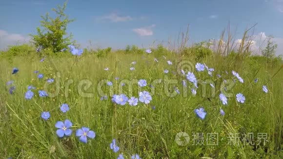 风中的野花亚洲亚麻视频