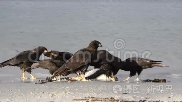 福克兰群岛的土耳其秃鹫视频