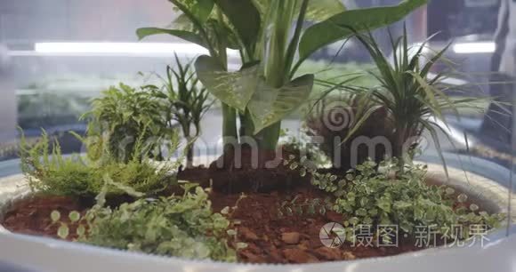 天体生物学家检查植物孵化器视频