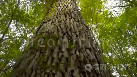 森林里的大树视频