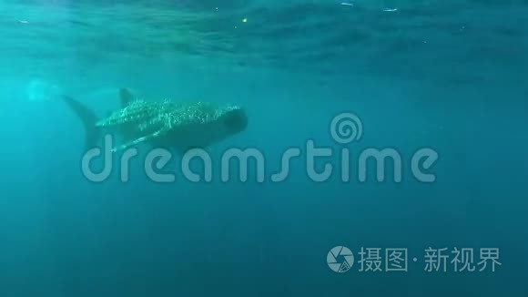 一条鲸鲨在海面上游弋视频