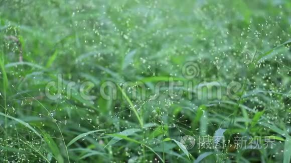 草草和草花在夏天的场景中随风摇曳，背景模糊。