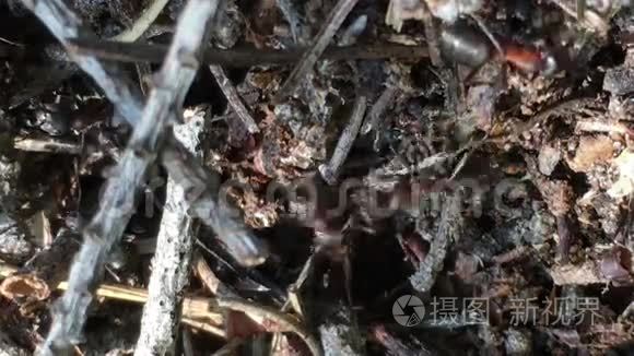 蚁穴里的蚂蚁视频