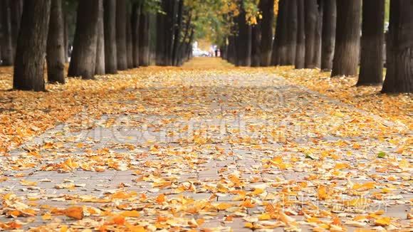 公园里的秋天。 美丽的小巷与落叶。 小巷尽头有车的模糊道路