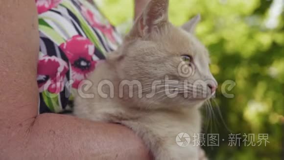 贴身老妇人双手捧红猫视频