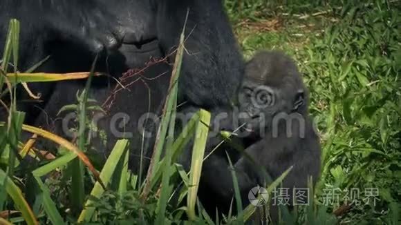 小大猩猩妈妈吃树叶视频