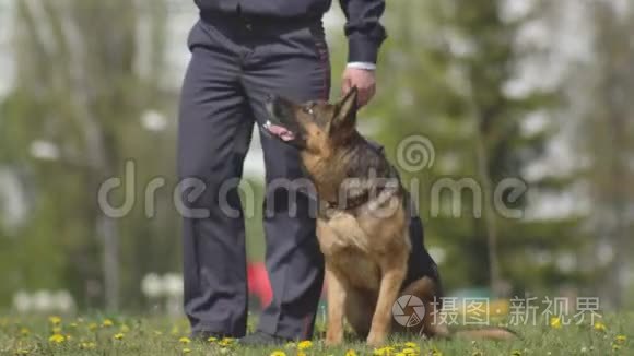 在草坪上训练一只警犬牧羊犬，训练狗，养狗