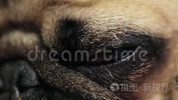 虎犬入睡眼的特写镜头视频