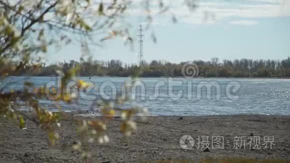 秋天柳树在河边的枝条视频