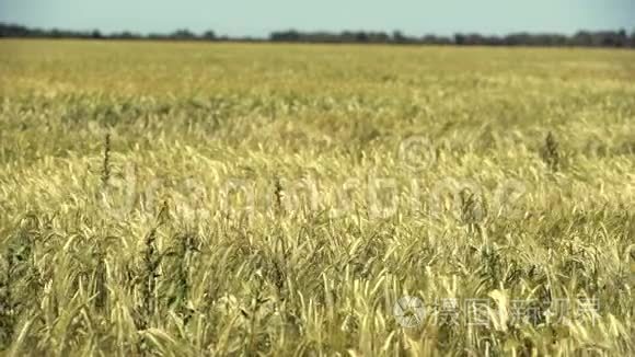 微风中的大麦场视频