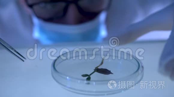 生物化学家在研究实验室与有机植物和种子合作