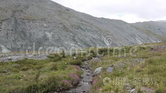 阿尔泰山亚鲁河谷的小溪视频