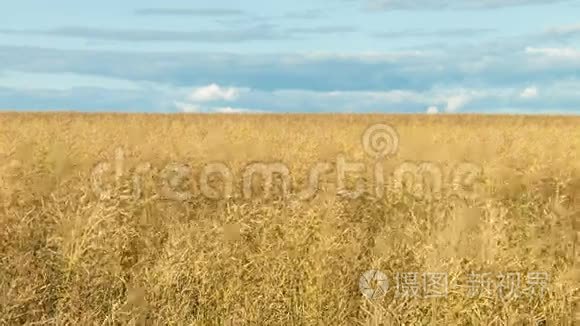 一大片成熟的小麦视频