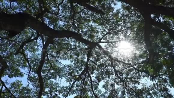带太阳的大雨树枝视频