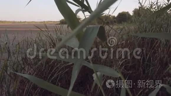 芦苇丛在一个干燥的浅湖的岸边视频