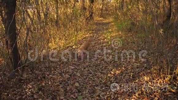 猎狗在秋天森林公园散步视频