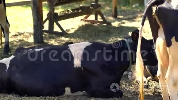荷斯坦奶牛群在围场休息视频