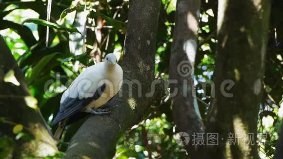 树上栖息着一只托瑞斯帝国鸽子视频