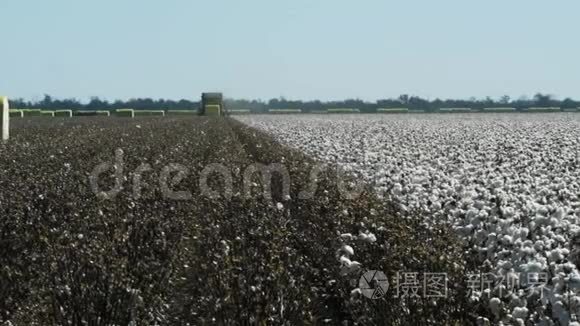 有收获和未投资植物的棉花农场视频