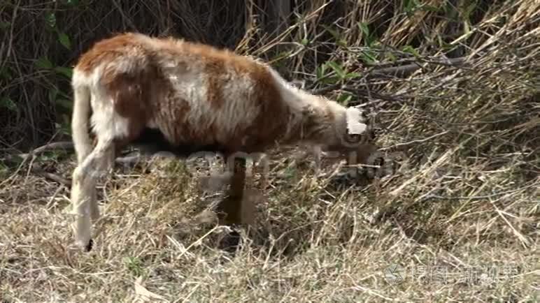 一只小羊羔在北方干旱季节吃草视频