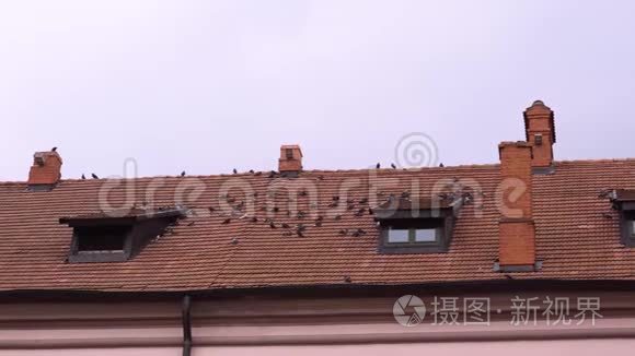 一群野鸽子坐在瓷砖屋顶上视频