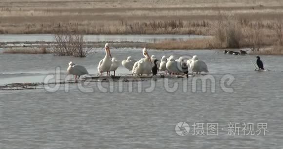 在早晨的阳光下捕食的白