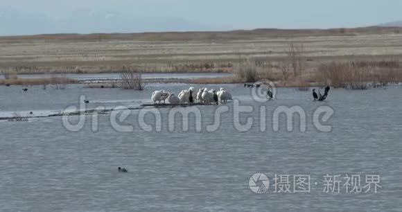 在早晨的阳光下捕食的白