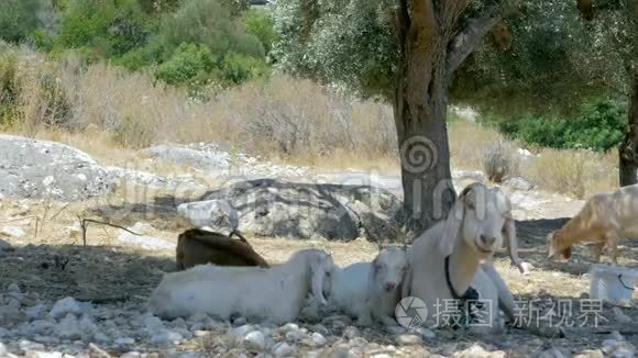土耳其男人用橄榄槽抚摸山羊视频
