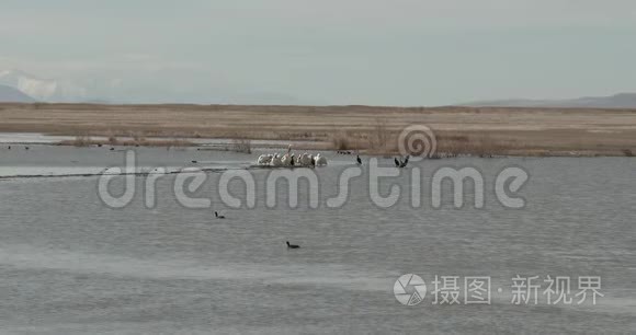 在早晨的阳光下捕食的白