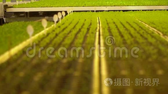 小芽在大温室里生长视频