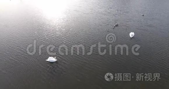 荷兰湖中天鹅的空中拍摄视频