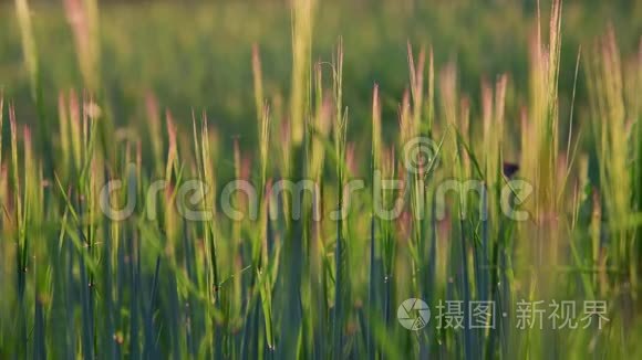 日落时的小麦穗视频