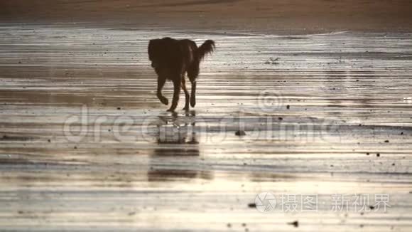 狗在沙滩上慢悠悠地走着视频