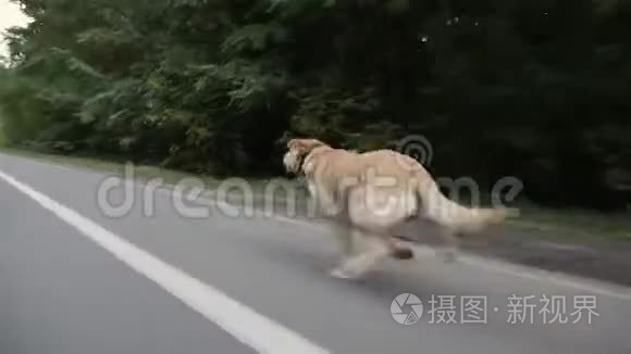 这条狗沿着路边高速跑视频