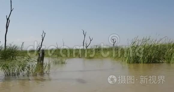 巴林戈湖景观，显示水的上升与枯树，肯尼亚，实时