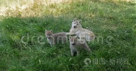 北极狼，犬狼疮苔原，母幼，实时