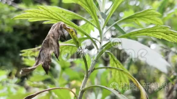 吸收植物被一条毫无毛的虫子吃视频