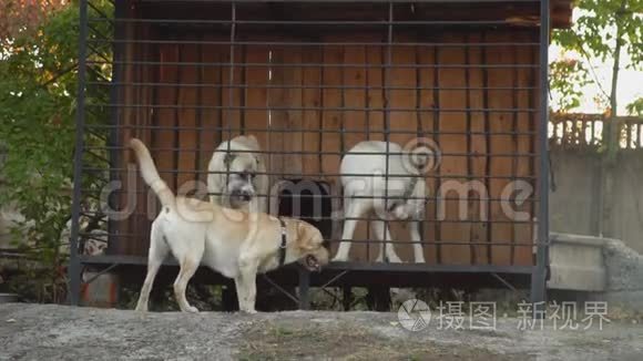 狗在鸟舍里繁殖阿拉拜视频