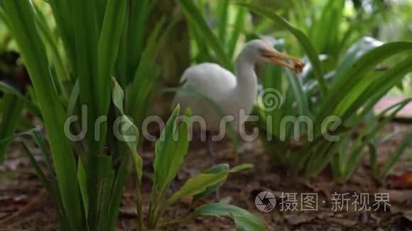 白鹭在高高的草地上寻找食物视频