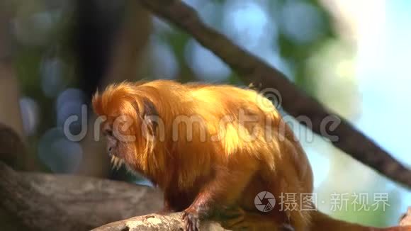 动物园可爱的红毛猴视频