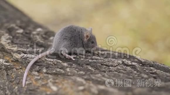 自然栖息地`森林地板上的田鼠