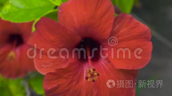 红流芙蓉在夏园.. 合上盛开的红色芙蓉花.. 热带雨林中的花卉和植物