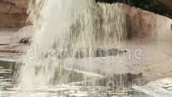 鳄鱼栖息在瀑布的岸边视频