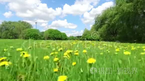 夏日草地上有蒲公英视频